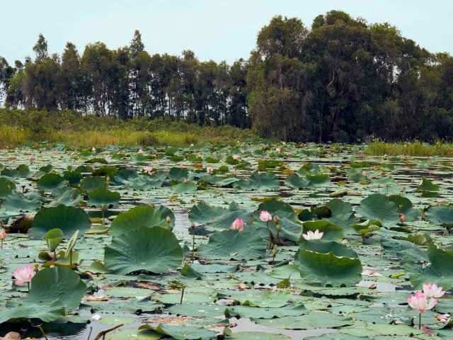 Đầm sen/Lotus pond