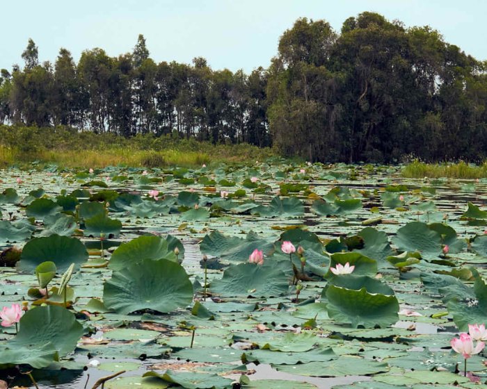 Đầm sen/Lotus pond