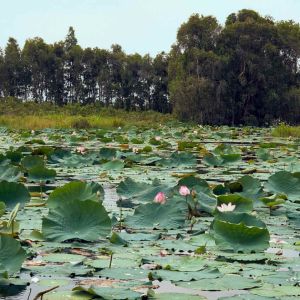 Đầm sen/Lotus pond